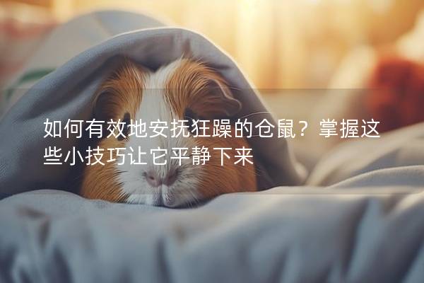 如何有效地安抚狂躁的仓鼠？掌握这些小技巧让它平静下来