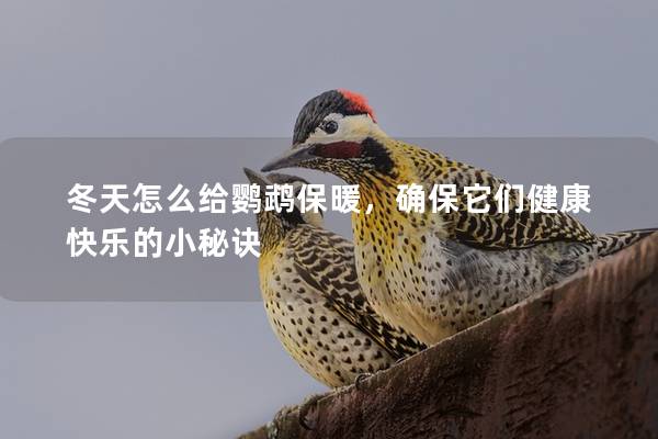 冬天怎么给鹦鹉保暖，确保它们健康快乐的小秘诀