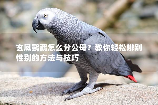 玄凤鹦鹉怎么分公母？教你轻松辨别性别的方法与技巧