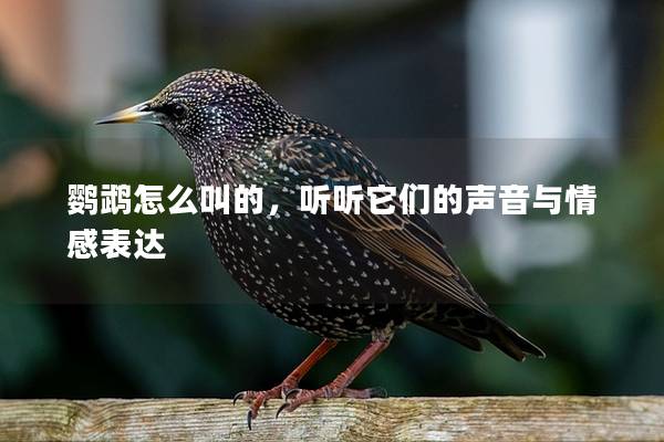 鹦鹉怎么叫的，听听它们的声音与情感表达