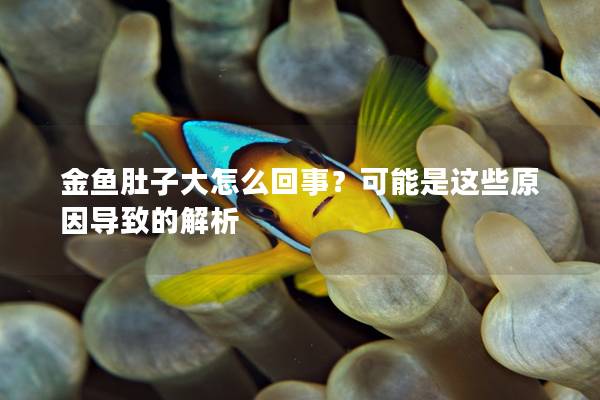 金鱼肚子大怎么回事？可能是这些原因导致的解析