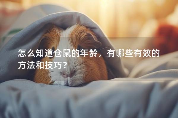 怎么知道仓鼠的年龄，有哪些有效的方法和技巧？