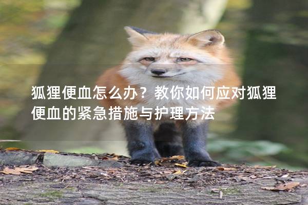 狐狸便血怎么办？教你如何应对狐狸便血的紧急措施与护理方法