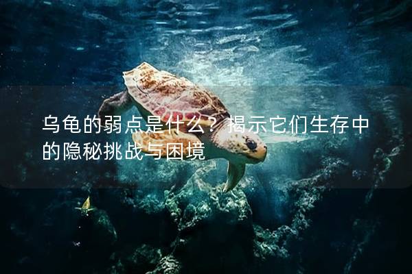 乌龟的弱点是什么？揭示它们生存中的隐秘挑战与困境