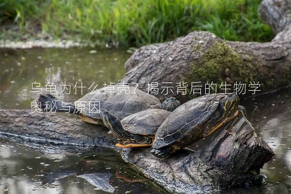 乌龟为什么掉壳？揭示背后的生物学奥秘与原因