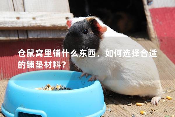 仓鼠窝里铺什么东西，如何选择合适的铺垫材料？