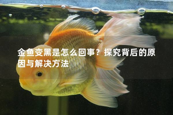 金鱼变黑是怎么回事？探究背后的原因与解决方法