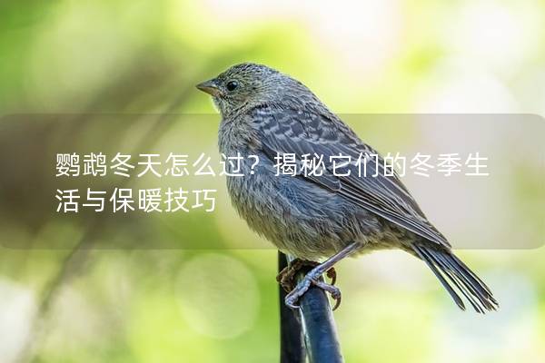 鹦鹉冬天怎么过？揭秘它们的冬季生活与保暖技巧