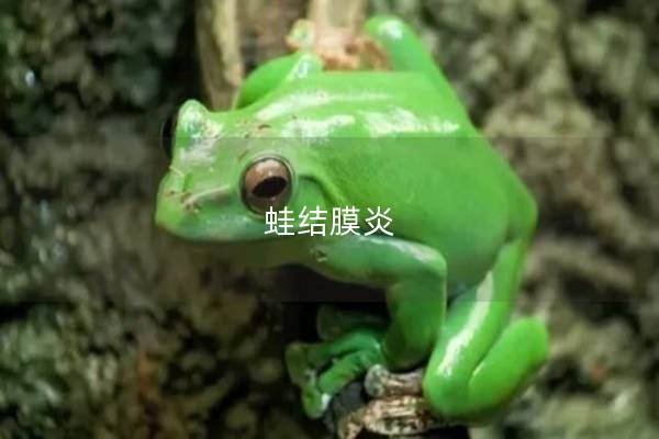 蛙结膜炎