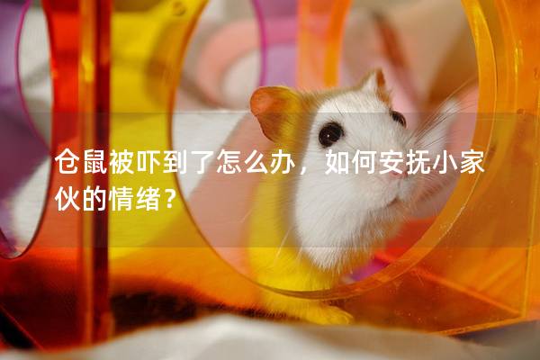 仓鼠被吓到了怎么办，如何安抚小家伙的情绪？