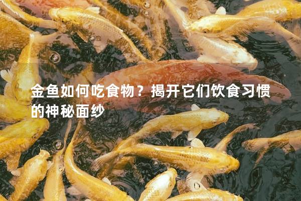 金鱼如何吃食物？揭开它们饮食习惯的神秘面纱