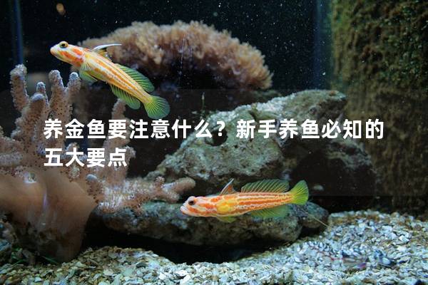 养金鱼要注意什么？新手养鱼必知的五大要点