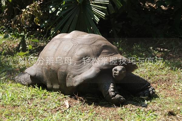 如何分辨乌母，轻松掌握技巧与方法