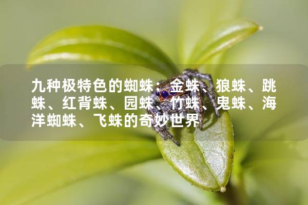 九种极特色的蜘蛛：金蛛、狼蛛、跳蛛、红背蛛、园蛛、竹蛛、鬼蛛、海洋蜘蛛、飞蛛的奇妙世界