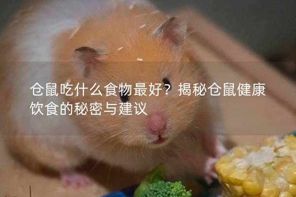 仓鼠吃什么食物最好？揭秘仓鼠健康饮食的秘密与建议