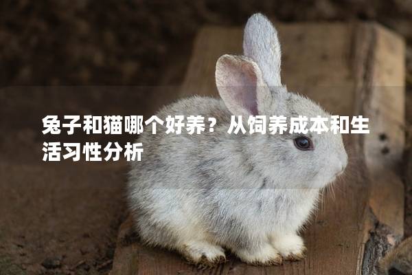 兔子和猫哪个好养？从饲养成本和生活习性分析