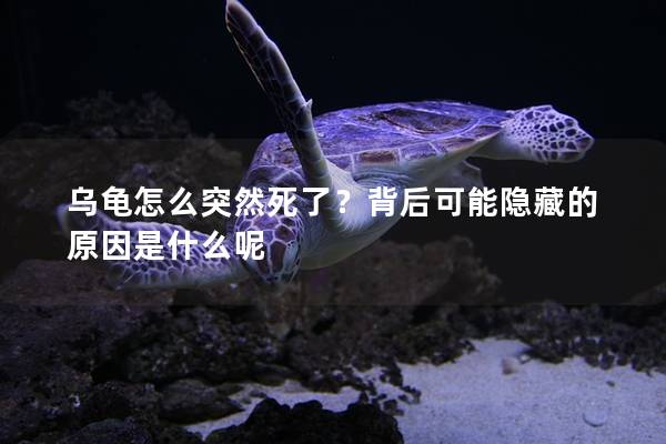 乌龟怎么突然死了？背后可能隐藏的原因是什么呢