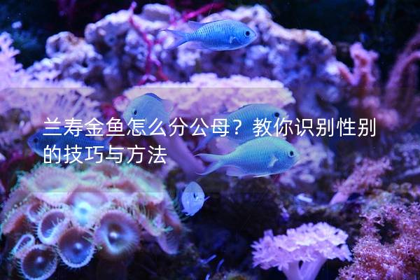 兰寿金鱼怎么分公母？教你识别性别的技巧与方法