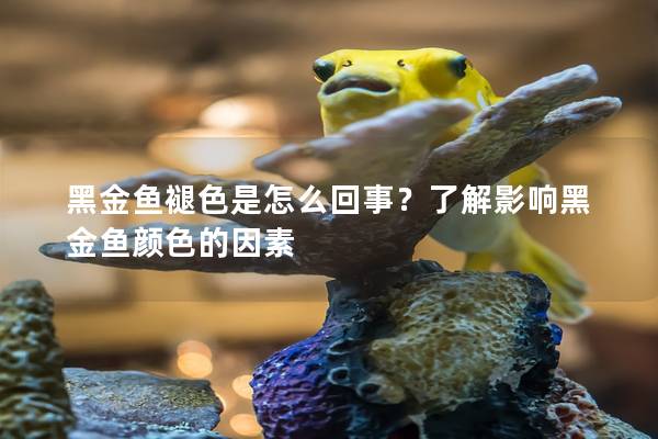 黑金鱼褪色是怎么回事？了解影响黑金鱼颜色的因素