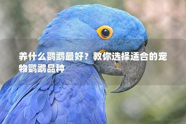 养什么鹦鹉最好？教你选择适合的宠物鹦鹉品种