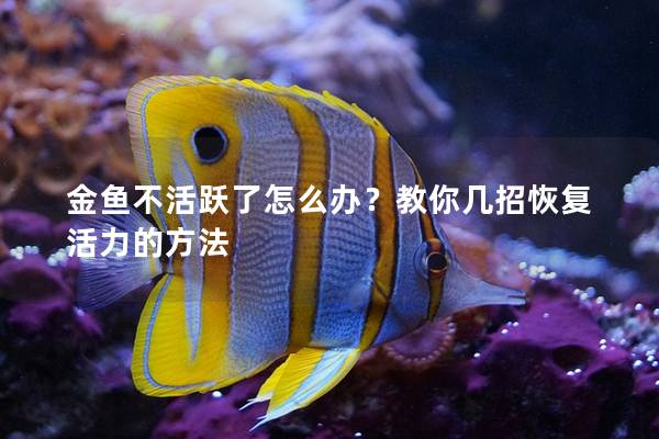 金鱼不活跃了怎么办？教你几招恢复活力的方法