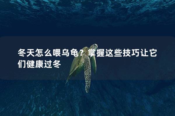 冬天怎么喂乌龟？掌握这些技巧让它们健康过冬