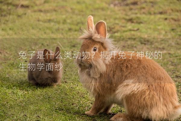 兔子是什么类动物？揭开兔子神秘的生物学面纱