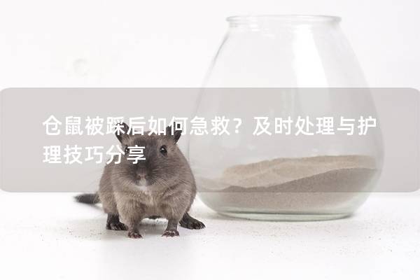 仓鼠被踩后如何急救？及时处理与护理技巧分享