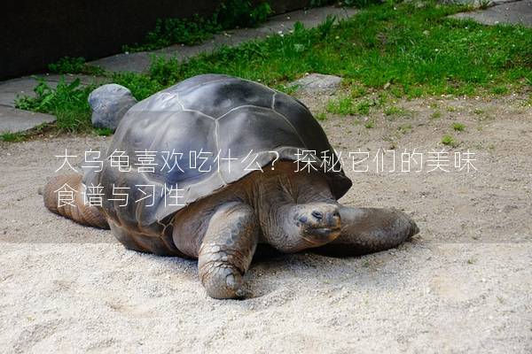 大乌龟喜欢吃什么？探秘它们的美味食谱与习性