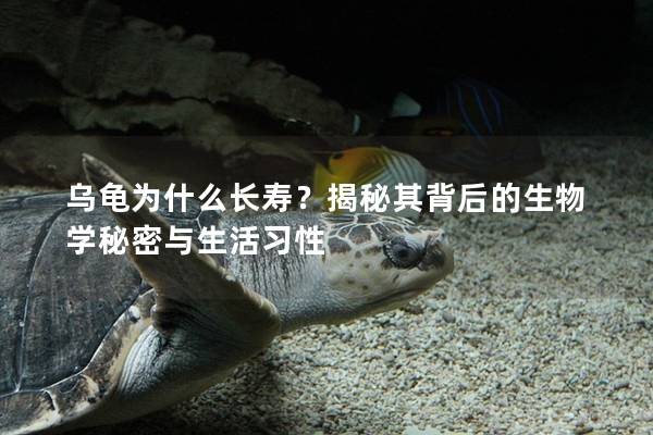 乌龟为什么长寿？揭秘其背后的生物学秘密与生活习性