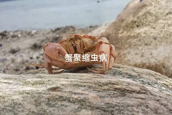 蟹聚缩虫病