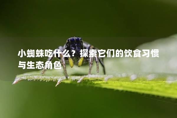 小蜘蛛吃什么？探索它们的饮食习惯与生态角色