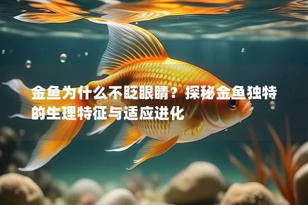 金鱼为什么不眨眼睛？探秘金鱼独特的生理特征与适应进化