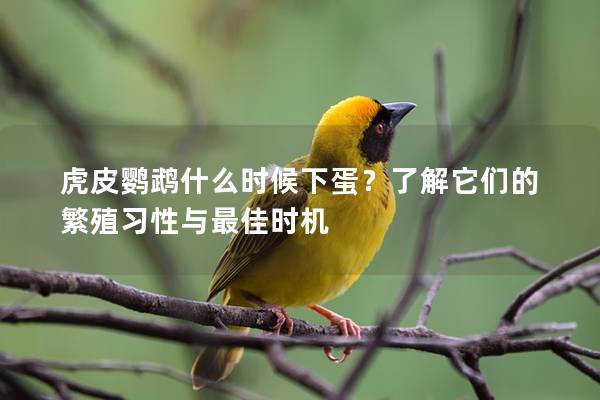 虎皮鹦鹉什么时候下蛋？了解它们的繁殖习性与最佳时机