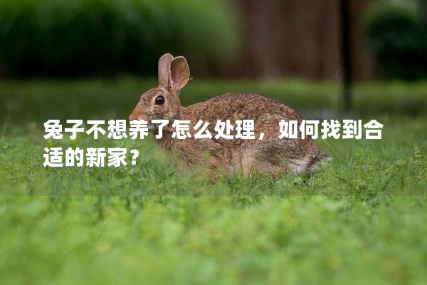 兔子不想养了怎么处理，如何找到合适的新家？