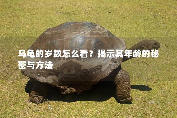 乌龟的岁数怎么看？揭示其年龄的秘密与方法