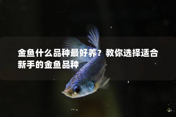 金鱼什么品种最好养？教你选择适合新手的金鱼品种