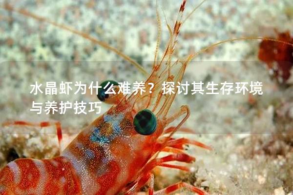 水晶虾为什么难养？探讨其生存环境与养护技巧