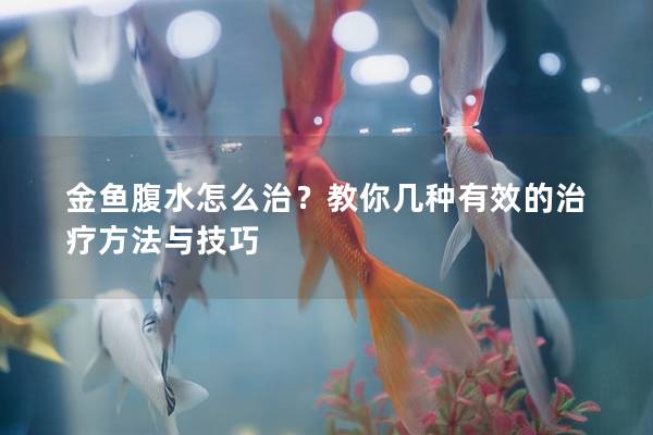 金鱼腹水怎么治？教你几种有效的治疗方法与技巧