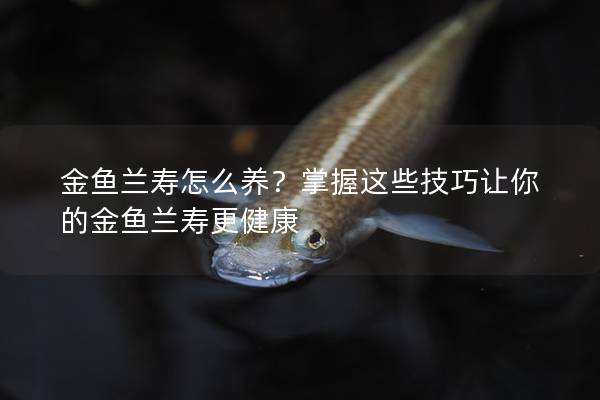 金鱼兰寿怎么养？掌握这些技巧让你的金鱼兰寿更健康