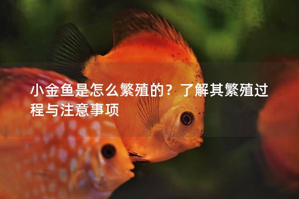 小金鱼是怎么繁殖的？了解其繁殖过程与注意事项