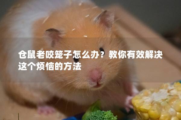 仓鼠老咬笼子怎么办？教你有效解决这个烦恼的方法