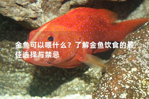 金鱼可以喂什么？了解金鱼饮食的最佳选择与禁忌