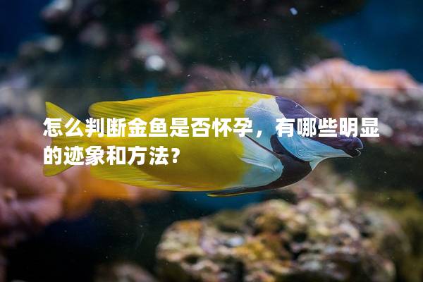 怎么判断金鱼是否怀孕，有哪些明显的迹象和方法？