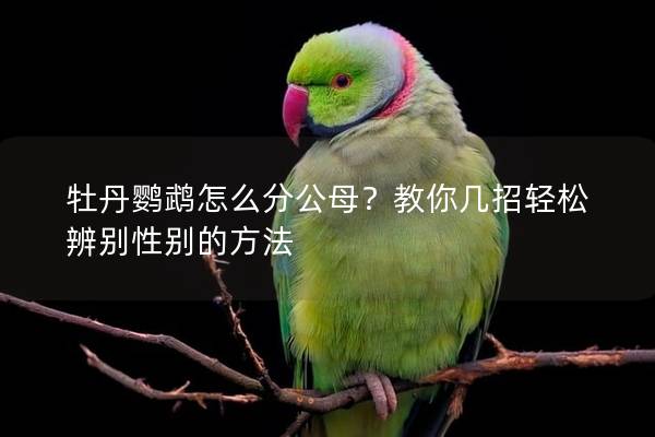 牡丹鹦鹉怎么分公母？教你几招轻松辨别性别的方法