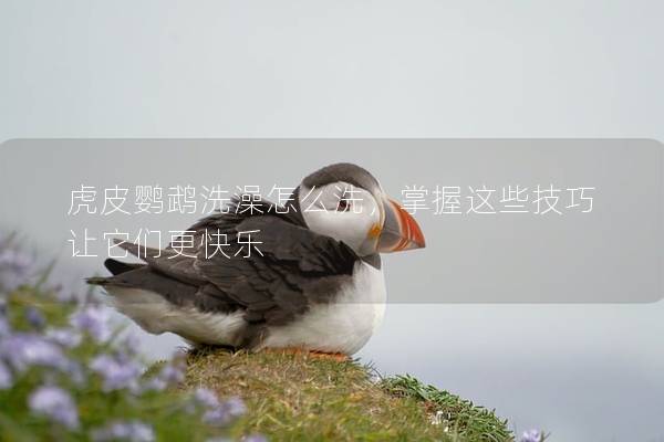 虎皮鹦鹉洗澡怎么洗，掌握这些技巧让它们更快乐