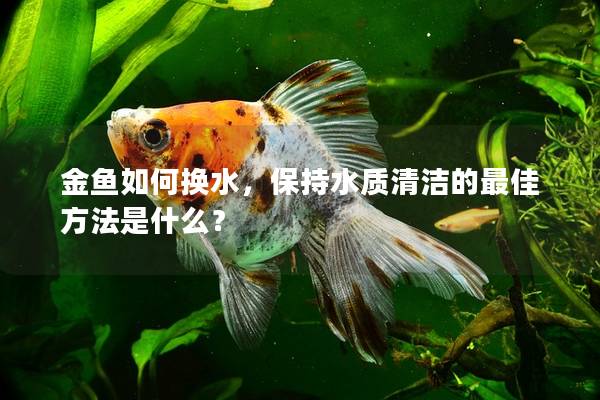 金鱼如何换水，保持水质清洁的最佳方法是什么？