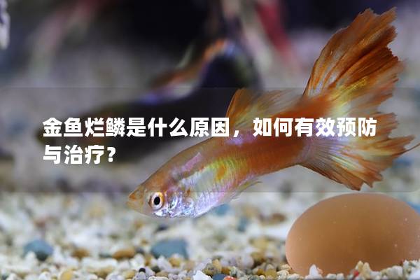 金鱼烂鳞是什么原因，如何有效预防与治疗？