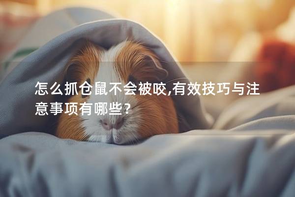 怎么抓仓鼠不会被咬,有效技巧与注意事项有哪些？