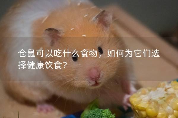 仓鼠可以吃什么食物，如何为它们选择健康饮食？